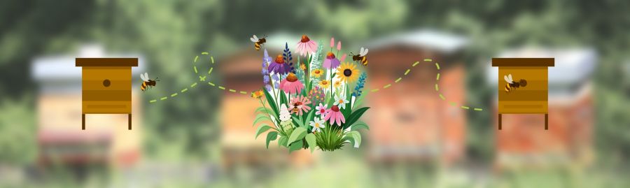 Infographie chemin des abeilles